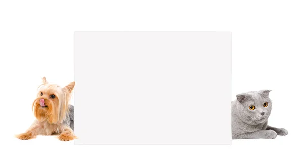 Cute Cat Schotse Fold Yorkshire Terriër Liggend Achter Banner Geïsoleerd — Stockfoto
