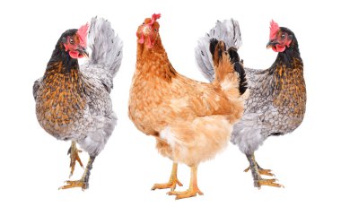 Beyaz arka planda izole edilmiş üç tavuk bir arada duruyor