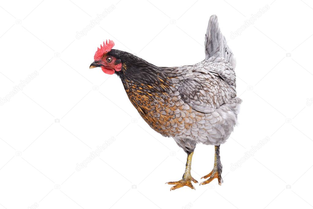Curious gray chicken, side view, isolated on white background