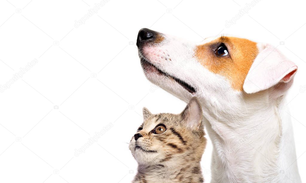 Cute dog Jack Russell Terrier and  kitten Scottish Straight side view isolated on white background