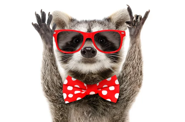 Portrait Funny Raccoon Sunglasses Bow Showing Rock Gesture — Stock Photo, Image