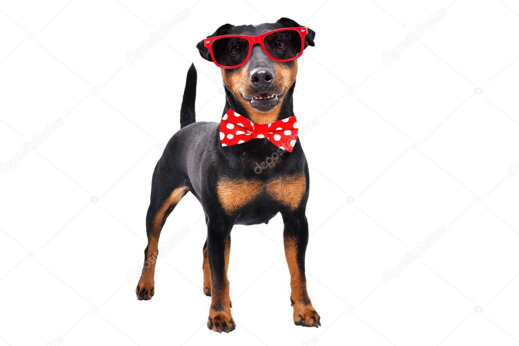 Funny dog breed Jagdterrier in a bow tie and sunglasses standing isolated on white background