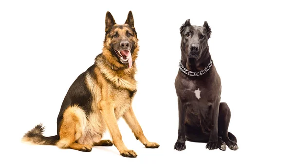 Schäferhund Und Staffordshire Terrier Sitzen Isoliert Auf Weißem Hintergrund Zusammen — Stockfoto