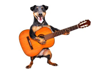 Komik köpek ırkı Jagdterrier beyaz arka plan üzerinde izole akustik gitar ile ayakta