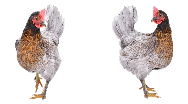 Zwei Neugierige Graue Hühner Isoliert Auf Weißem Hintergrund — Stockfoto