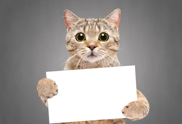 一只猫苏格兰直的肖像 在灰色背景的爪子上打着横幅 — 图库照片