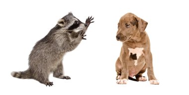 Komik rakun ve beyaz arka plan üzerinde izole sevimli bir pitbull yavrusu
