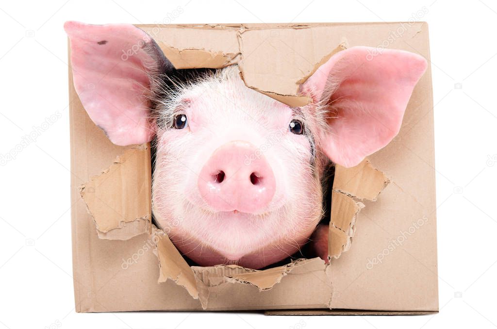 Funny little pig looks out of a torn hole in a box isolated on white background