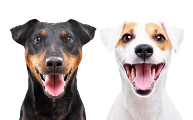Komik köpek ırkı Jagdterrier ve Jack Russell Terrier portresi beyaz arka plan üzerinde izole