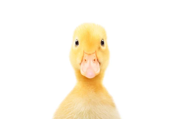 Portrait Cute Little Duckling Closeup Isolated White Background — Stock Photo, Image