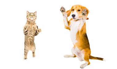 Kedi İskoç Düz ve Beagle köpek beyaz arka plan üzerinde izole arka ayakları üzerinde ayakta