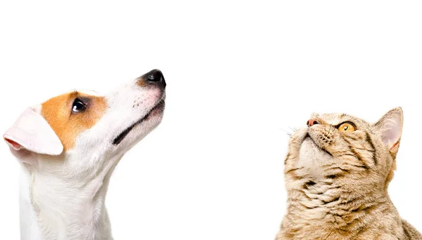 可爱的狗杰克罗素梗和猫苏格兰直的肖像 侧视图 抬头看 孤立在白色背景 — 图库照片