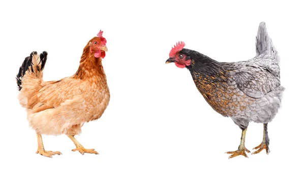 Two Curious Chicken Standing Together Isolated White Background — Stock Photo, Image