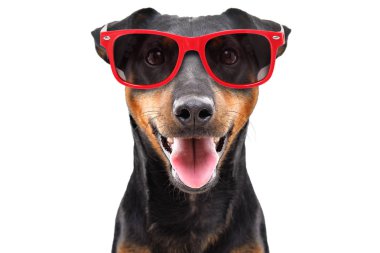 Komik köpek ırkı Jagdterrier beyaz arka plan üzerinde izole kırmızı güneş gözlüğü