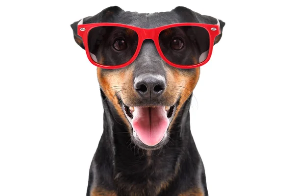 Αστεία Φυλή Σκυλιών Jagdτεριέ Ένα Κόκκινο Γυαλιά Ηλίου Απομονώνονται Λευκό — Φωτογραφία Αρχείου
