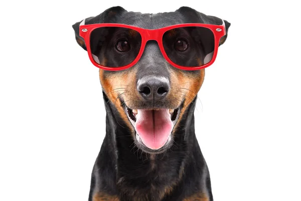 Divertida Raza Perro Jagdterrier Unas Gafas Sol Rojas Aisladas Sobre — Foto de Stock