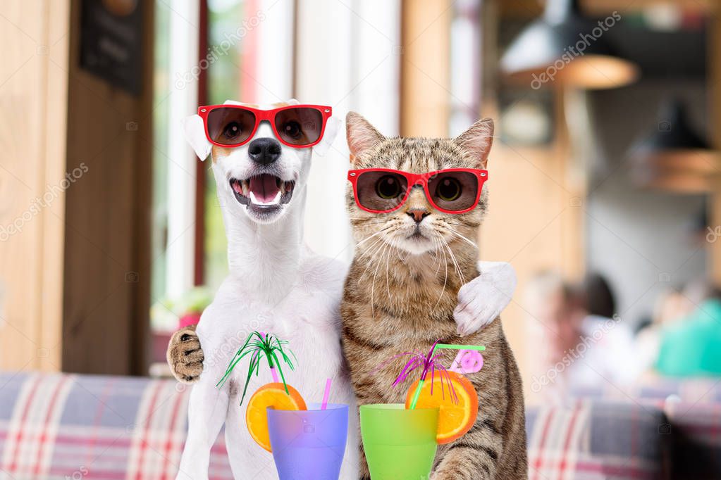 Dog Jack Russell Terrier and cat  Scottish Straight hugging each other sitting in the cafe