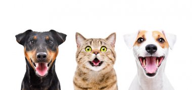 Beyaz arka plan üzerinde izole iki sevimli köpek ve komik kedi Portresi