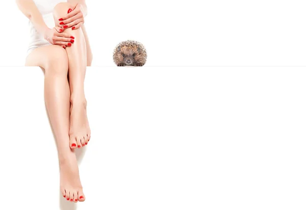 Rozkošný Ježek Blízko Krásných Štíhlých Ženských Nohou Sedícího Nápisu Izolovaně — Stock fotografie