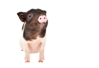 Funny little Vietnamese piggy isolated on white background clipart