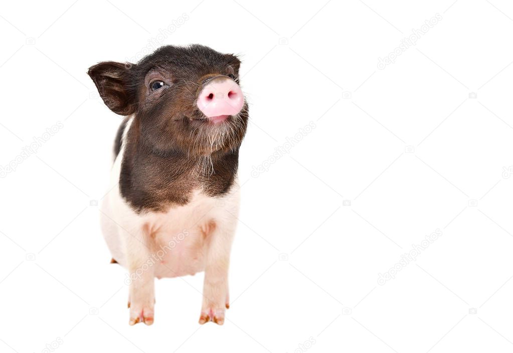Funny little Vietnamese piggy isolated on white background