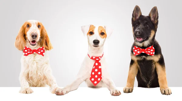 Tre Cani Divertenti Cravatte Rosse — Foto Stock