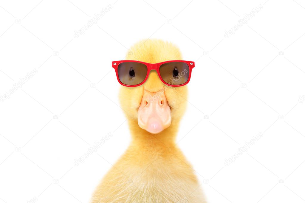 Portrait of a funny little duckling in red sunglasses, isolated on white background