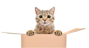 Beyaz arka planda izole kutunun dışında görünümlü komik bir kedi portresi