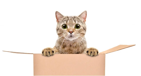 Portrait Funny Cat Looking Out Box Isolated White Background — Stock Photo, Image