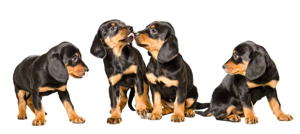Cuatro Lindos Cachorros Raza Eslovaca Hund Juntos Aislados Sobre Fondo —  Fotos de Stock