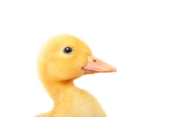 Portrait Cute Little Duckling Closeup Side View Isolated White Background — Stock Photo, Image