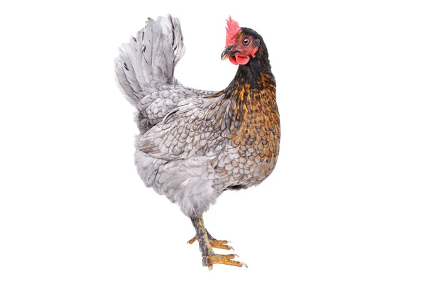 白い背景に隔離された好奇心旺盛な灰色の鶏 — ストック写真