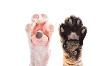Kedi ve köpek pençeleri birlikte beyaz arka plan üzerinde izole
