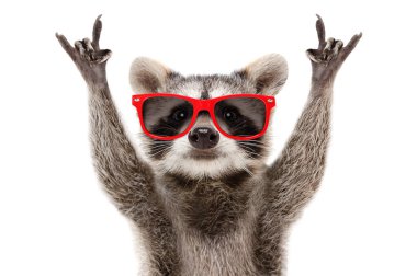 Portrait of a funny raccoon in red sunglasses showing a rock gesture isolated on white background clipart