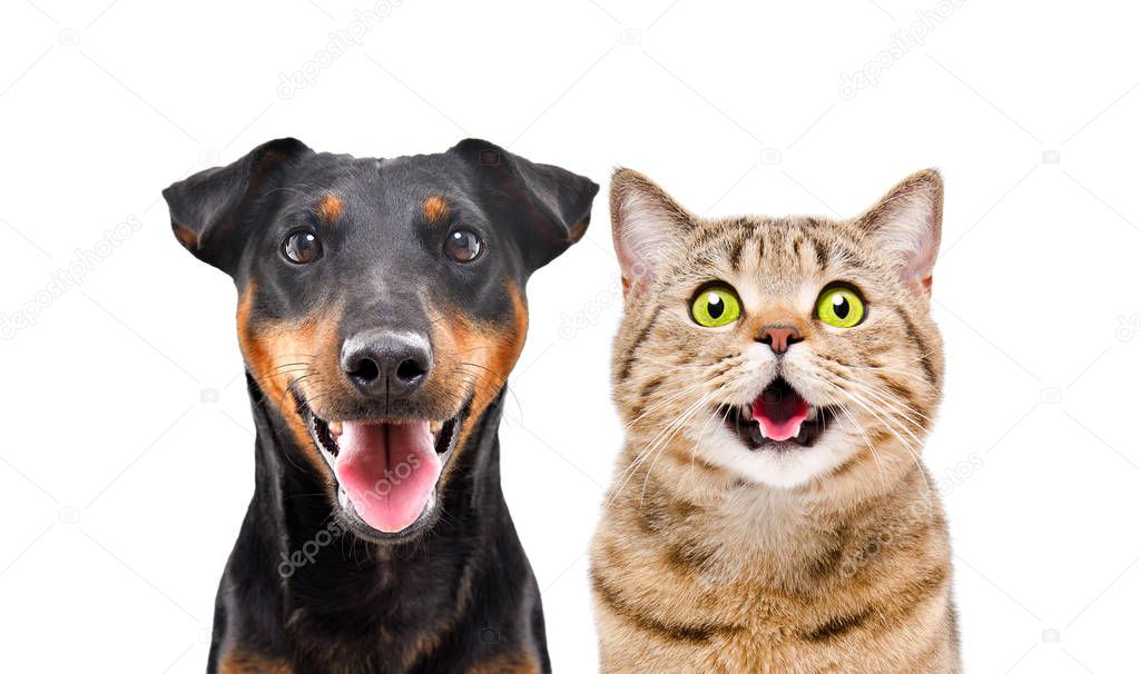 Portrait of funny dog breed Jagdterrier and cheerful cat Scottish Straight isolated on white background