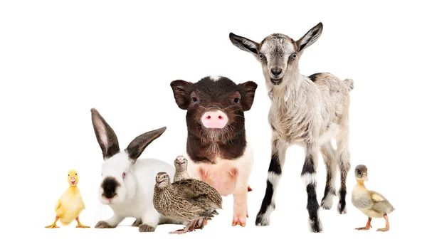Komik Çiftlik Hayvanları Birlikte Beyaz Arka Plan Üzerinde Izole — Stok fotoğraf