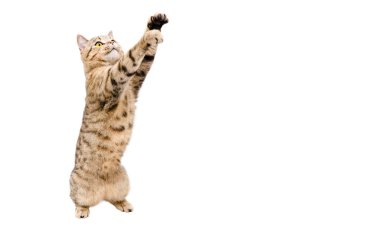 Oynak kedi İskoç Stright pençeleri ile beyaz arka plan üzerinde izole kaldırdı