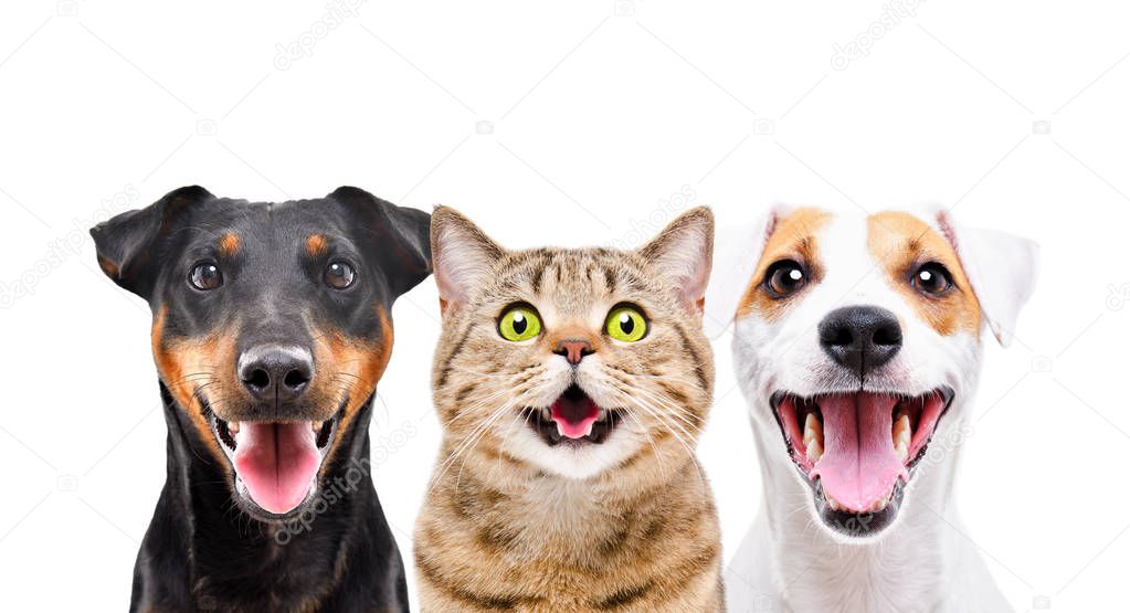 Two cute dogs and funny cat isolated on white background