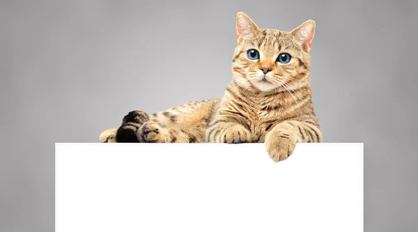 Sladká Kočka Skotská Přímá Ležící Praporu Šedém Pozadí — Stock fotografie