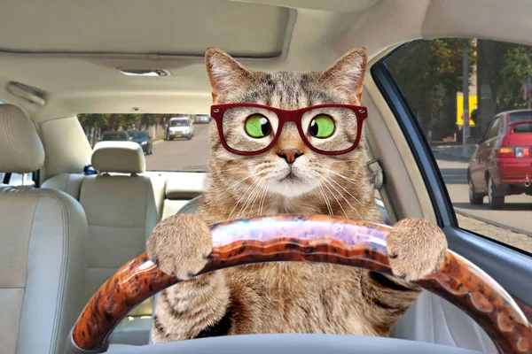 Portret Van Een Cross Eyed Kat Met Glazen Rijden Een — Stockfoto