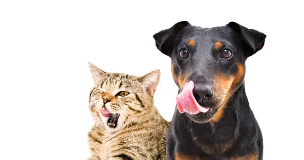 Komik köpek ırkı Jagdterrier ve kedi İskoç Düz portre beyaz arka plan üzerinde izole yalıyor