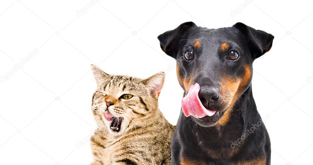 Portrait of funny dog breed Jagdterrier and cat Scottish Straight licks isolated on white background