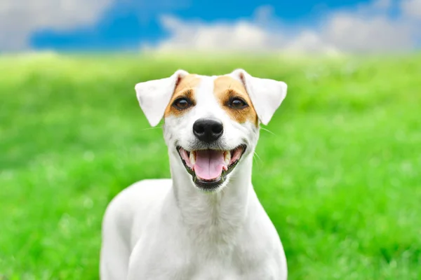 Retrato Perro Divertido Jack Russell Terrier Primer Plano Aire Libre — Foto de Stock