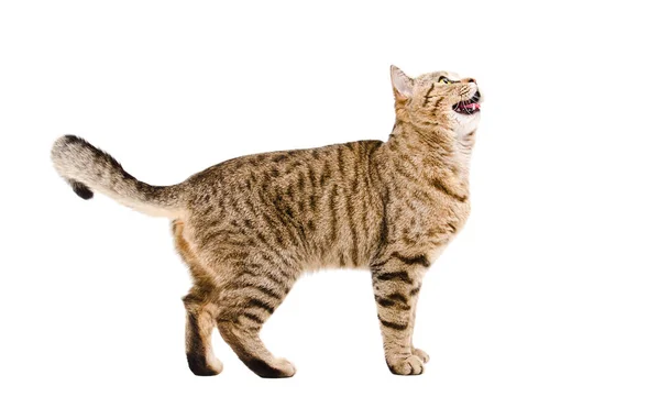 Playful Cat Scottish Straight Looking Side View Isolated White Background — Stock Photo, Image