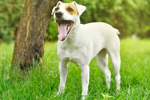Jack Russell Terrier Sbadiglia Piedi Parco — Foto Stock
