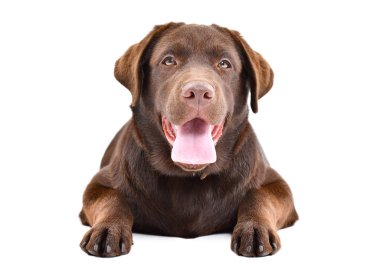 Sevimli Labrador köpek yavrusu beyaz bir arka plan üzerinde izole yalan