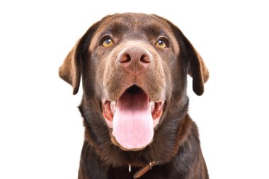Genç bir Labrador köpek portresi, closeup, beyaz bir arka plan üzerinde izole