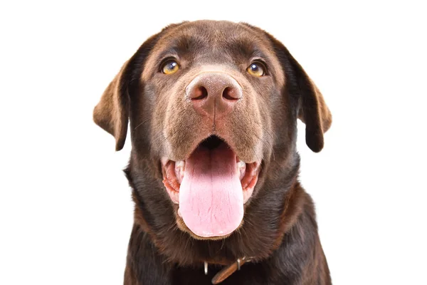Porträt Eines Jungen Labrador Hundes Nahaufnahme Isoliert Auf Weißem Hintergrund — Stockfoto