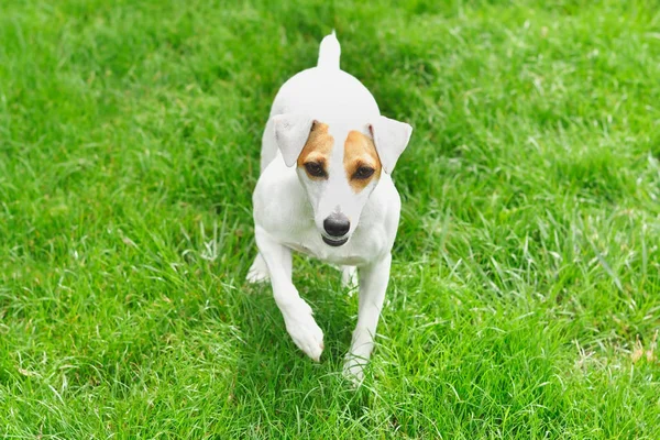 Dog Jack Russell Terrier Walks Grass — Stock Photo, Image