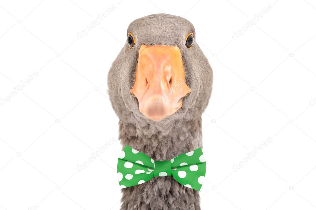Portrait of a funny goose in a bow tie, isolated on white background